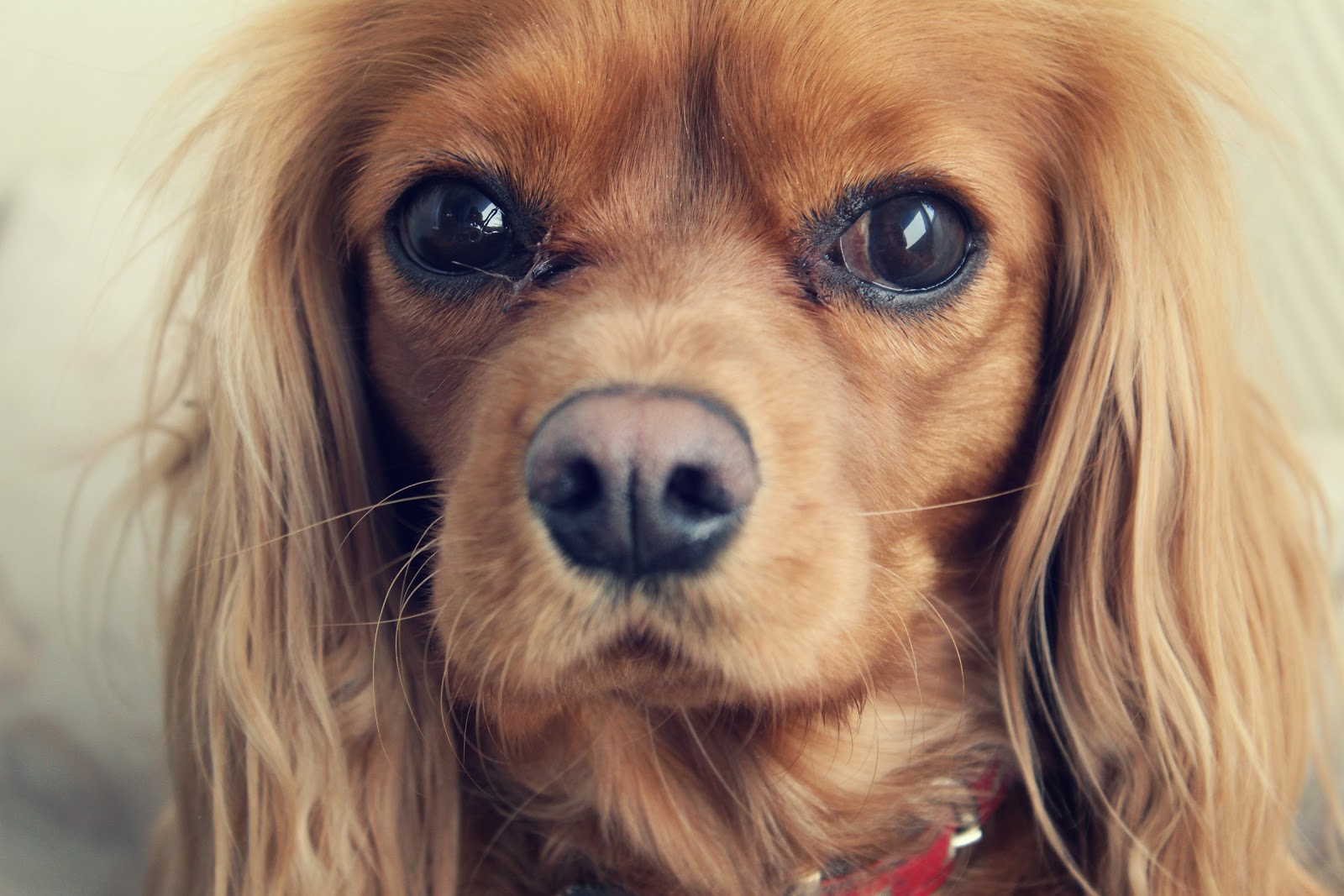 treogtyve Hunde billeder