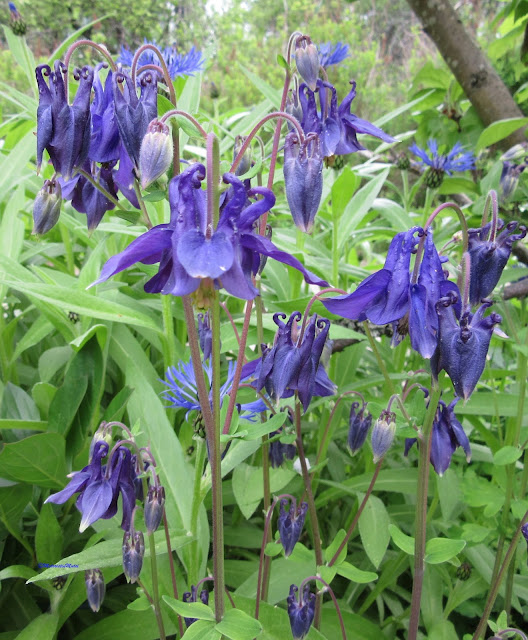 lehtoakilleija-Aquilegia vulgaris- European columbine