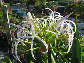 White crinum lily asiaticum Turks Caicos by garden muses-not another Toronto gardening blog