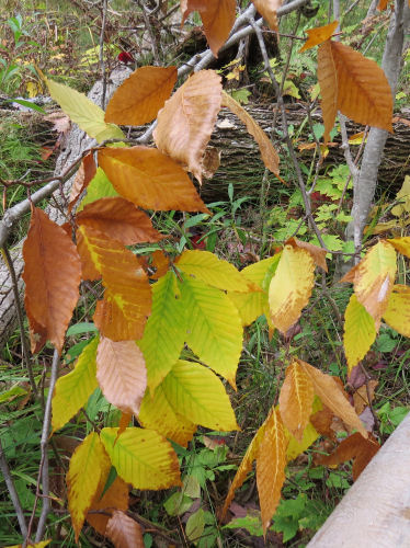 beech leaves