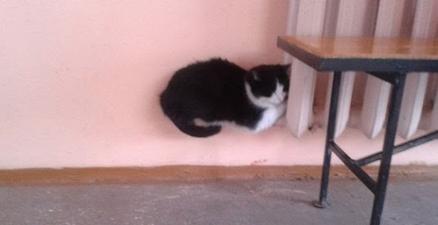 Funny cats - part 83 (40 pics + 10 gifs), cat pics, cat sits on heater