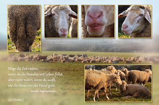 Schafe von Christa