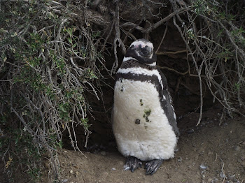 Pinguinos de Punta Tombo Chubut