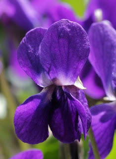 What Does A Violet Flower Look Like
