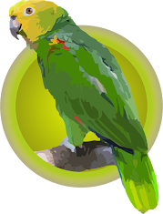 Cotorra Cabeciamarilla (Amazona Barbadensis)