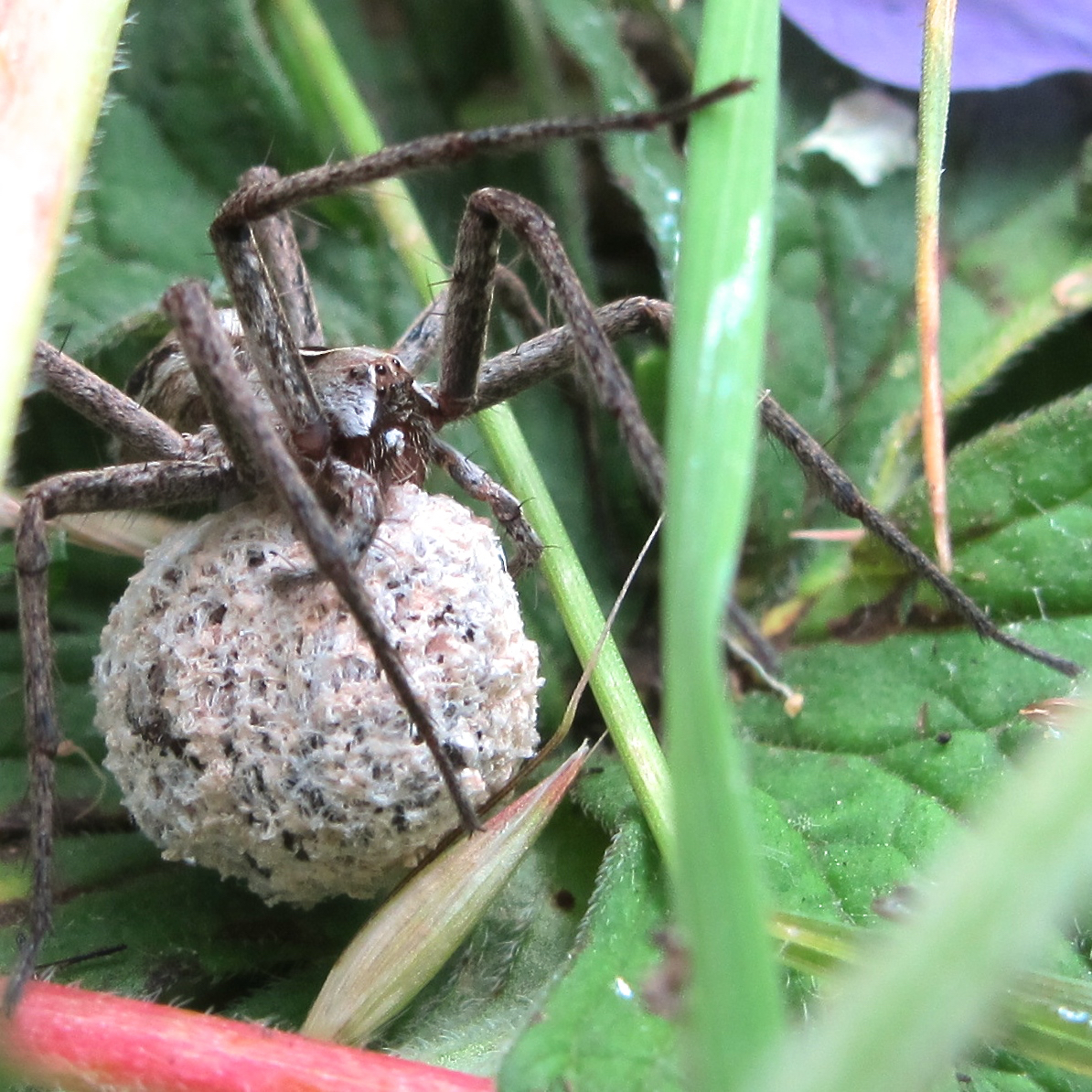 BugBlog Pisauridae Nursery web spiders