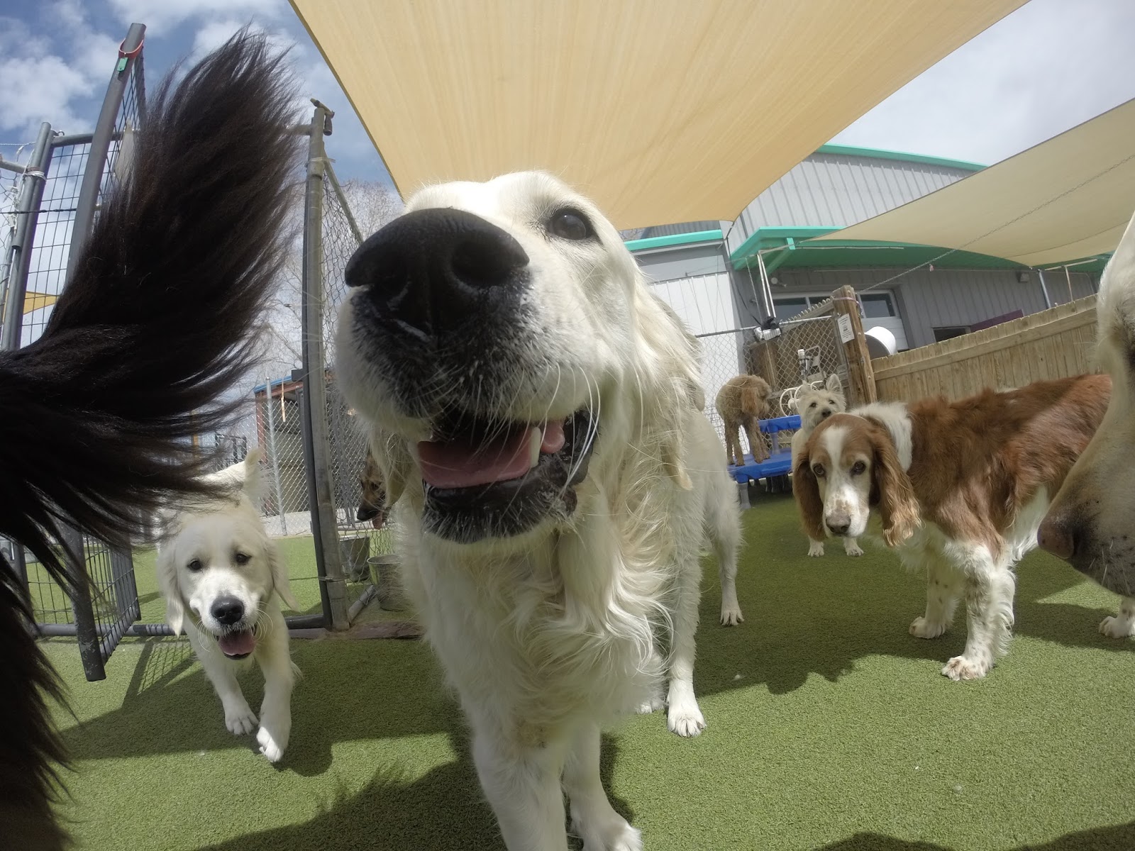 The Divine Canine Dog Blog Sunny Smiles at Divine Canine!