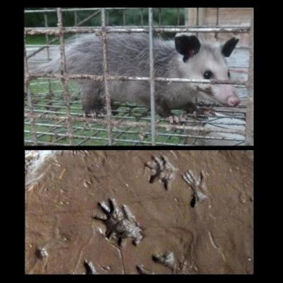 opossum in cage with tracks in mud