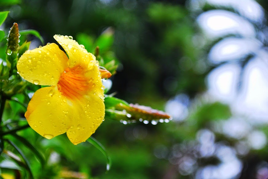 Bulaklak Decor Rainy Season Flower