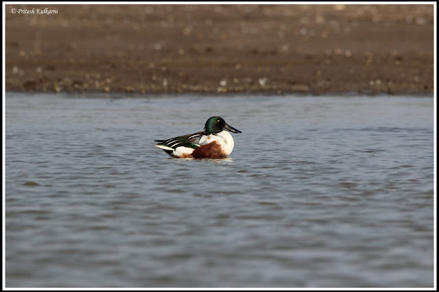 Northern shoveler Duck Northern shoveler Duck