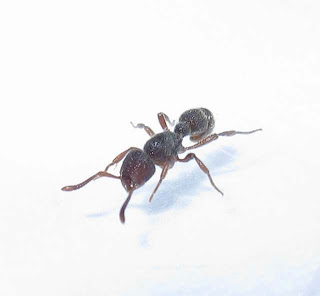 A worker of Proceratium deelemani ant