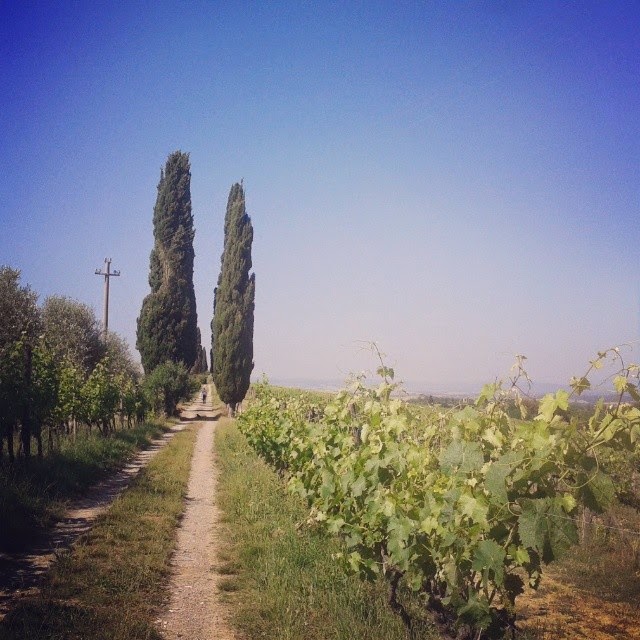 A vineyard and cypress trees at the Pacina winery near Siena