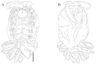 http://sciencythoughts.blogspot.co.uk/2016/03/parasitic-isopod-crustaceans-from.html