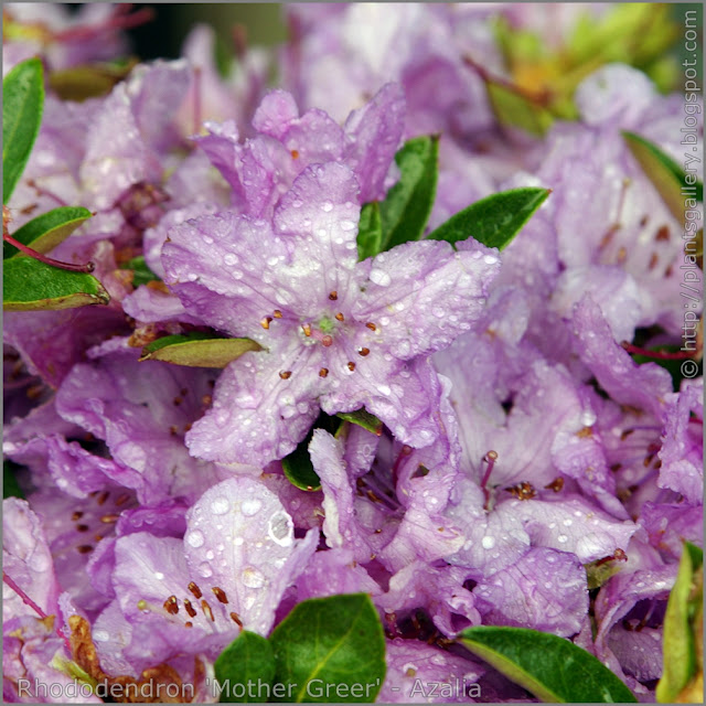 Rhododendron 'Mother Greer' - Azalia 'Mother Greer' kwiaty