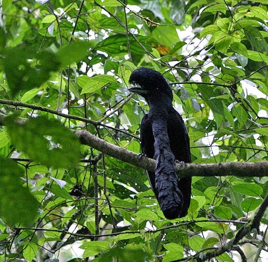Umbrellabird Fun Animals Wiki, Videos, Pictures, Stories