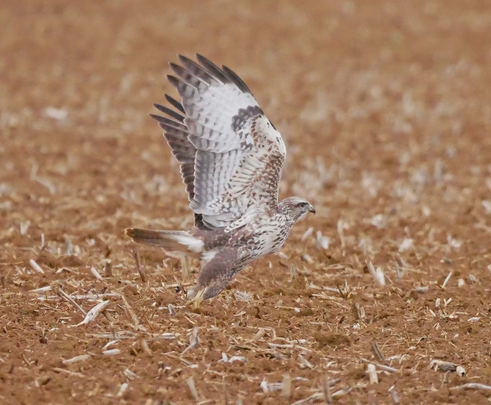 Nature in the Heart of England Wardington a gathering of Buzzards