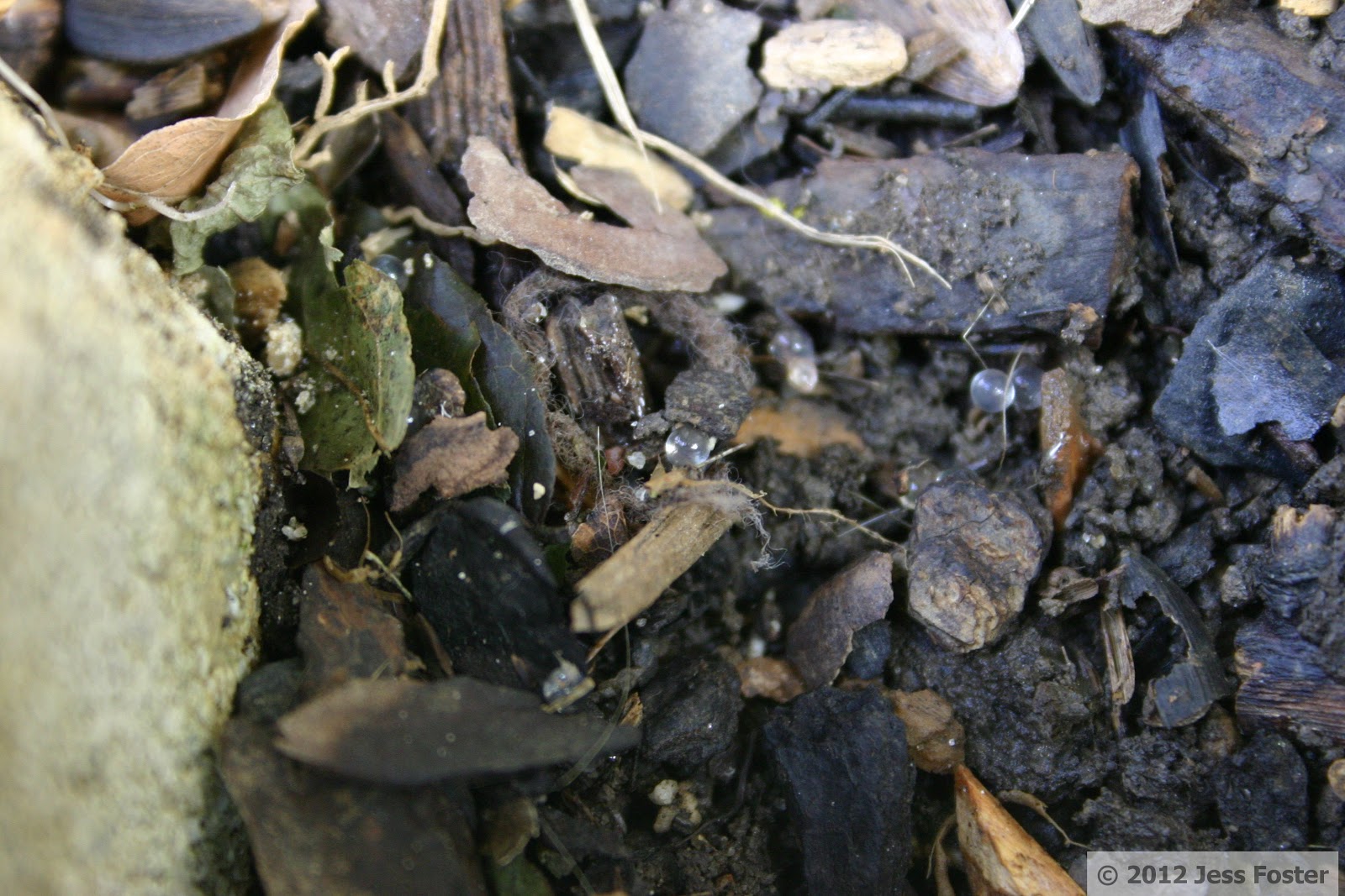 Sluggin' Along Slug Eggs Clutches 6, 7, 8, & 9