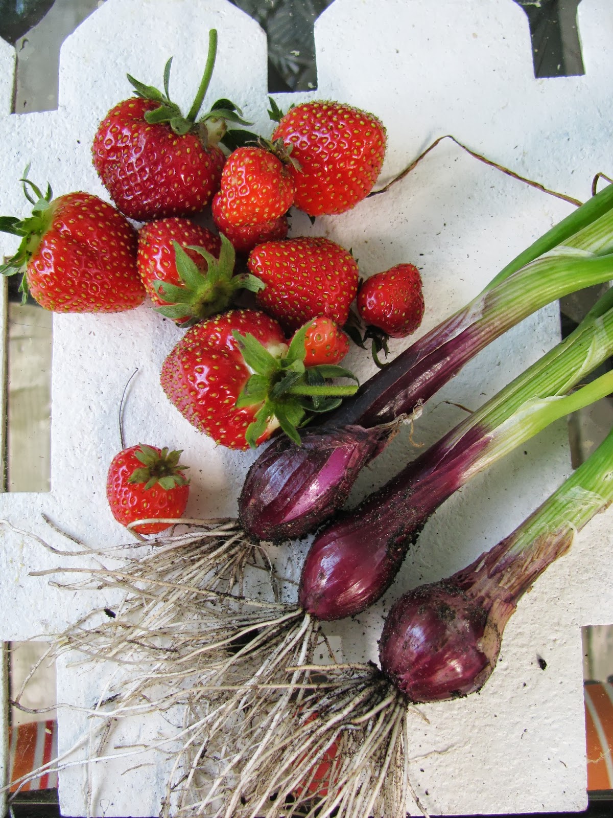 Gardeningbren in Nova Scotia Onions and Strawberries
