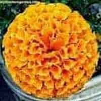 Picture of Marigold flower