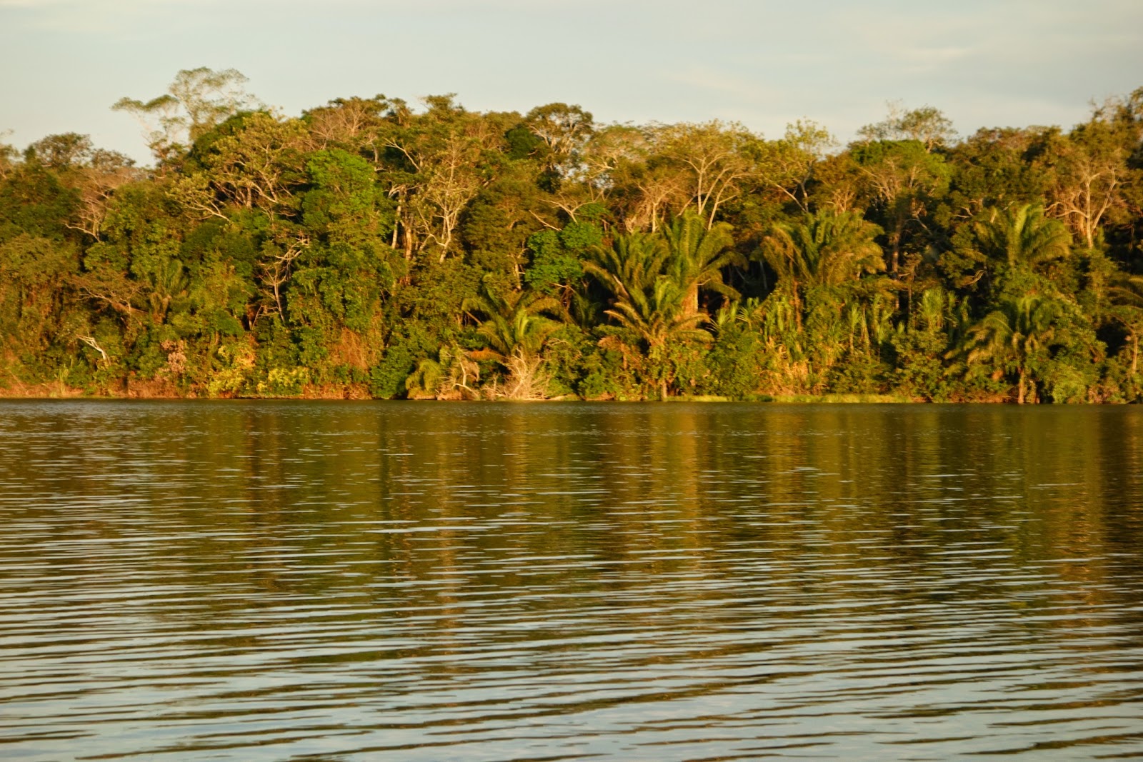 La Terre dans le guidon: La forêt amazonienne et ses merveilles