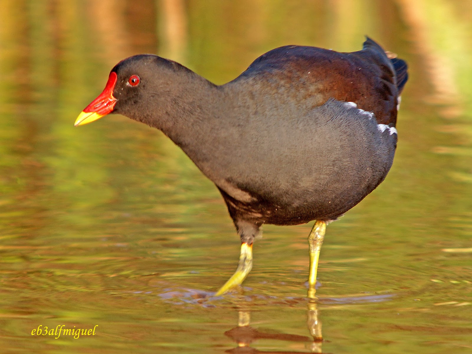 MIS AMIGAS LAS AVES: Gallineta común (Gallinula chloropus)
