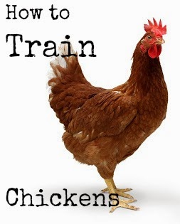 How to Train Chickens
