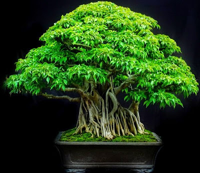 Cara Merawat Bonsai Beringin