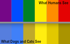 Dogs color blindness 