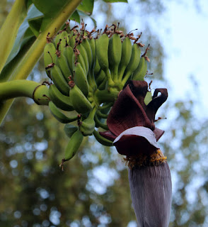 Bananas on a tree by our favourite restaurant Bananas on a tree by our favourite restaurant