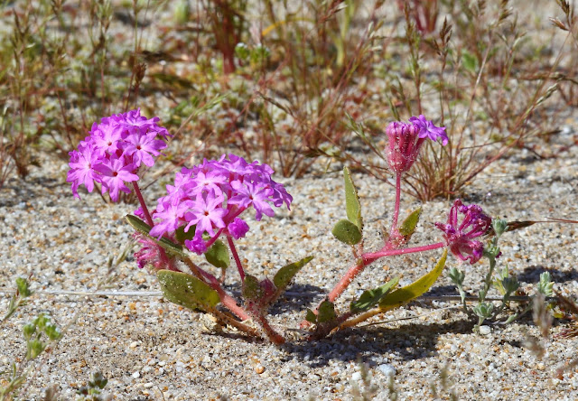 Sand Verbena Sand Verbena
