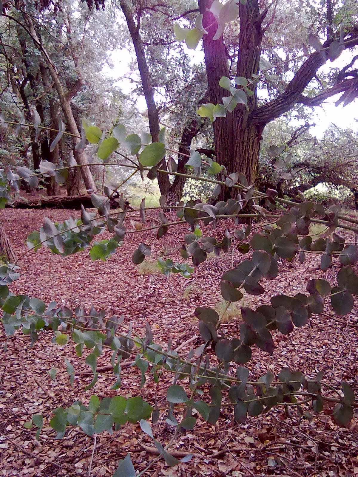 Estancia La Guitarra