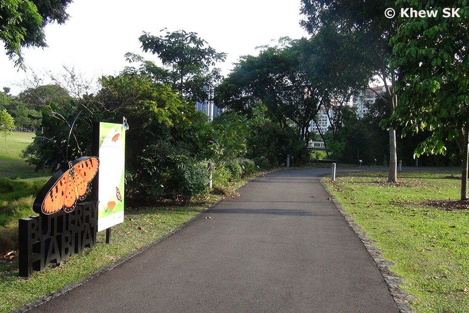 Butterflies of Singapore Butterfly Photography at Our Local Parks
