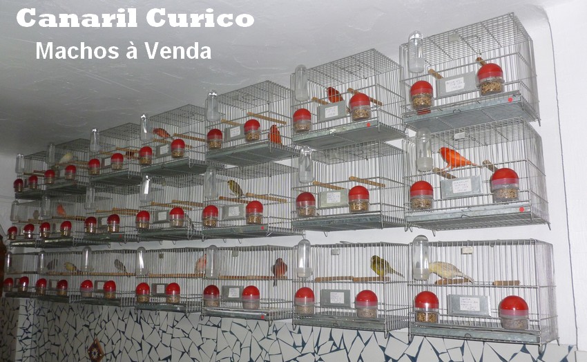 canarilrevoredo 20100905 canarilrevoredo 20100905