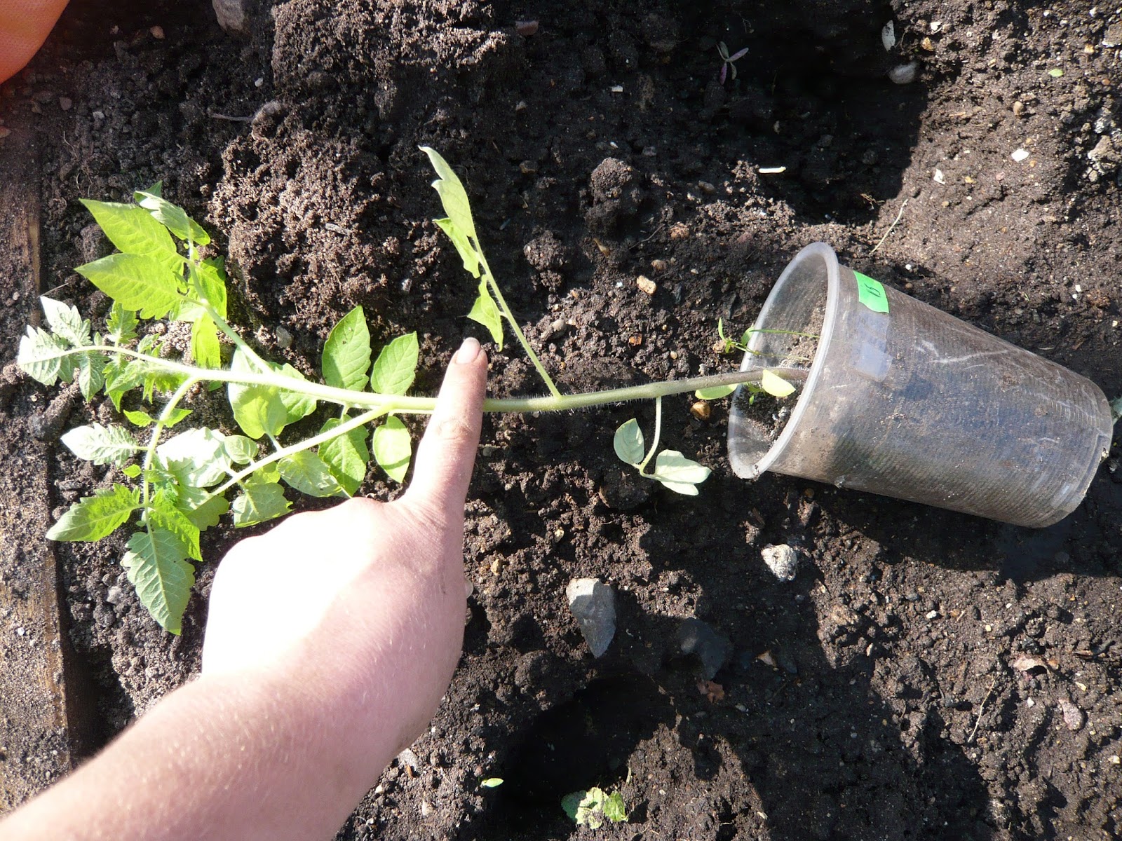 когда сажать томаты в подмосковье. помидоры в открытом грунте. посадка помидор. помидоры в грунте. когда сажать томаты в подмосковье.