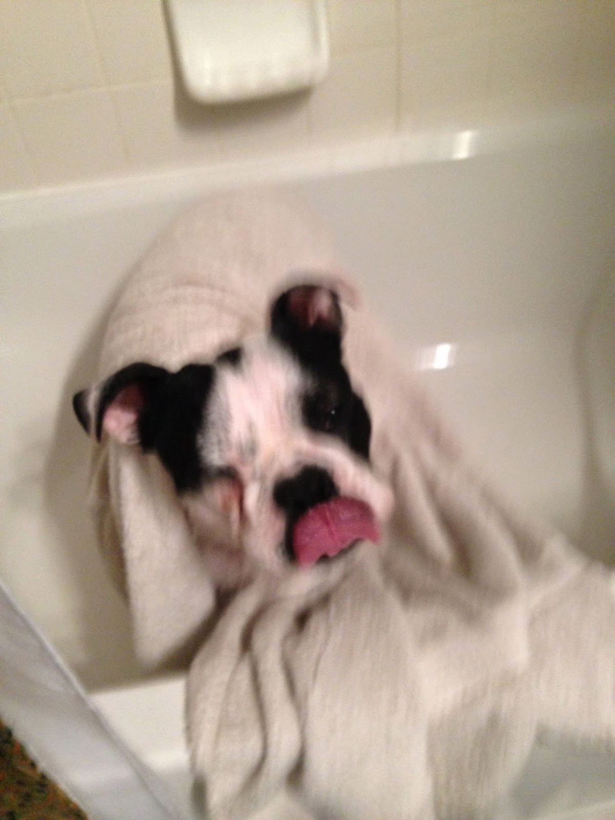 On Stinky Dogs The Ruff Life