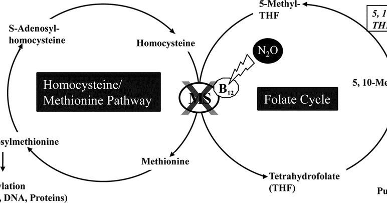 Case Reports In Anesthesia 5 10 Methylenetetrahydrofolate Reductase Deficiency In My Patient