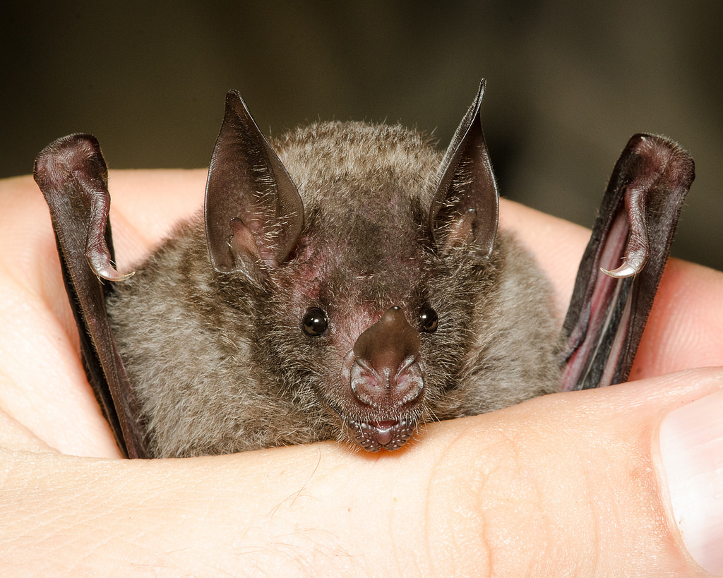 os morcegos