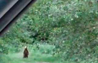 KAΣΤΟΡΙΑ – Δείτε βίντεο από την αρκούδα με τα δύο της αρκουδάκια που εμφανίστηκε στην Πτεριά