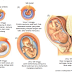 Tahap-Tahap Perkembangan Janin