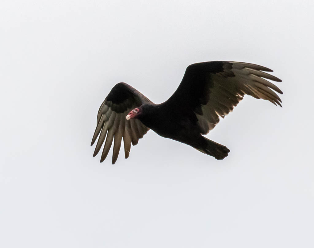T & L Adventures Nature’s Cleanup Crew for Red Tide Egmont Key NWR