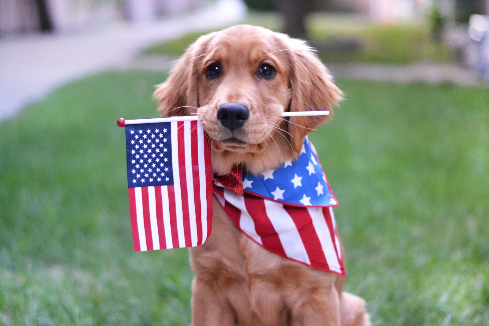 Patriotic Puppy He And Me Patriotic Puppy He And Me