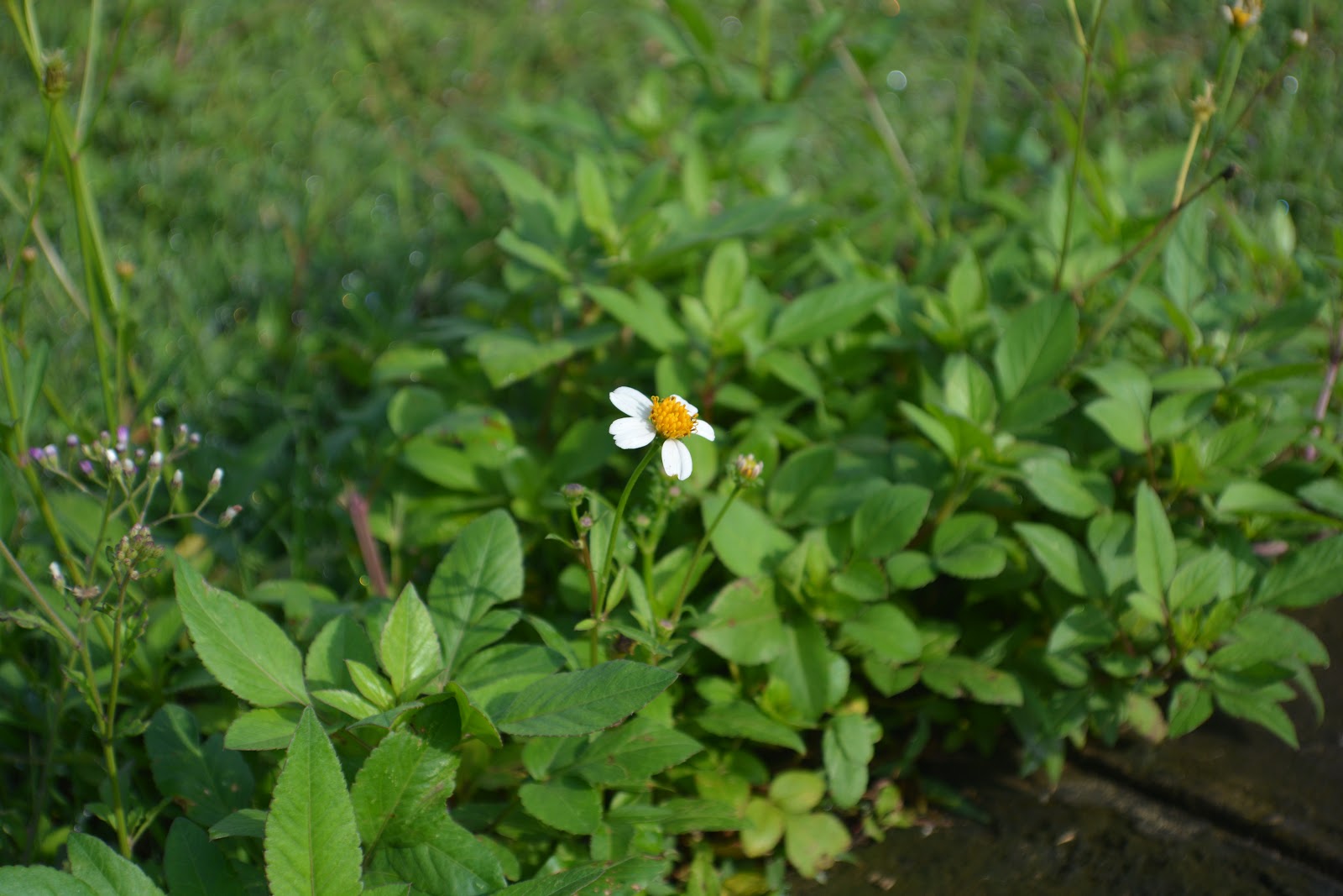 Biden pilosa L Plant