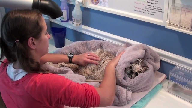 Cuidados com o secador em shih tzu