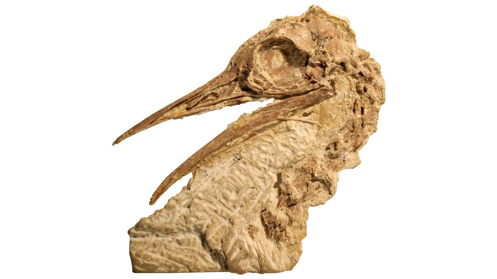 Palaeos, la historia de la Vida en la Tierra: abril 2017