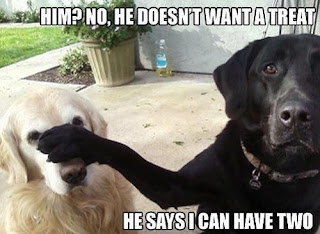 Dog Memes Dog Memes