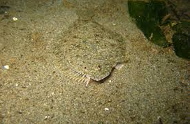  Ikan Hias Air Laut Flatfish