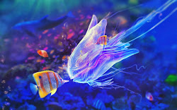 Most Beautiful Colorful Fish HD Pictures Exotic Collection