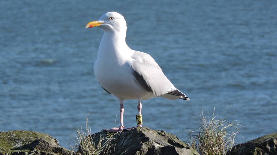 Northern Ireland Blackheaded Gull Study Colourringed Herring Gulls