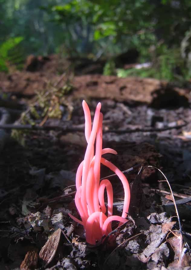 Clavaria rosea or rose spindles