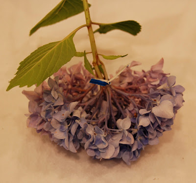 Osaka Joe June 2016